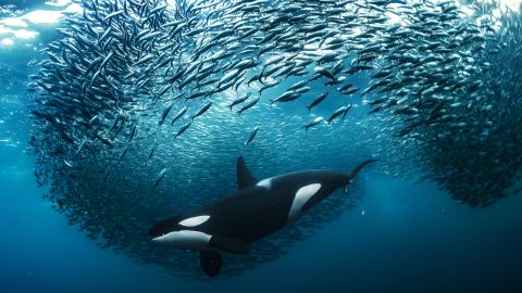 Andy Schmid, from Switzerland, took gold in the underwater category with this image of a female orca chasing herring, in Skjervøy, Norway.